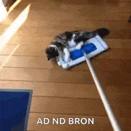 Cats Cat Slide GIF