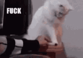 a white cat is sitting on a table with a person 's foot in front of it .