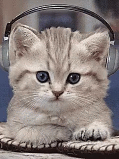 Music Cat GIF - Music Cat GIFs