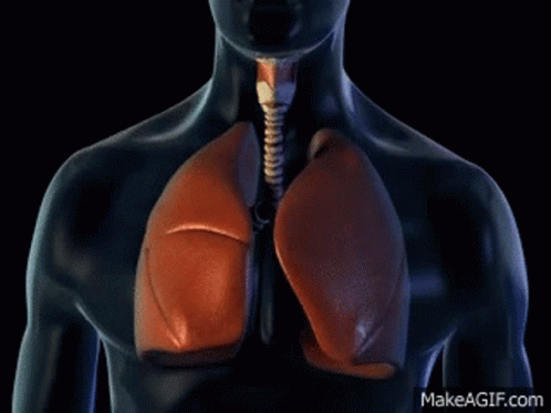Lungs Breathing GIF - Lungs Breathing Breathe In GIFs