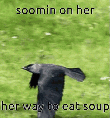 Soomin Soup GIF - Soomin Soup Crow GIFs
