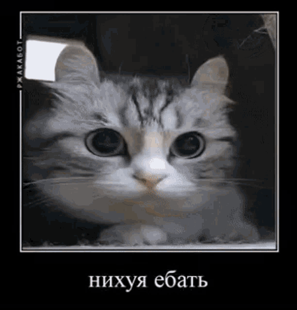 a gray and white cat is looking at the camera in a black frame with russian writing on it .