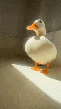 Duck Super Cool Awesome Duck GIF - Duck Super Cool Awesome Duck Duck Love GIFs
