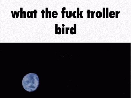 Troller Bird Troll GIF - Troller Bird Troll Crow GIFs