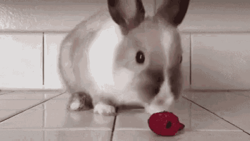 Munch Bunny GIF - Munch Bunny Food GIFs