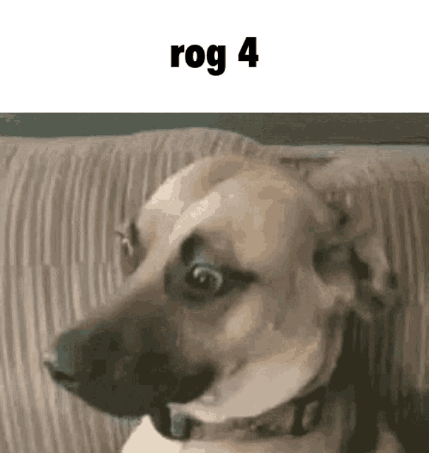 Rog Rog4 GIF - Rog Rog4 Dog GIFs