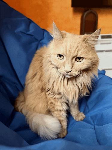 a cat sitting on a blue blanket looking at the camera
