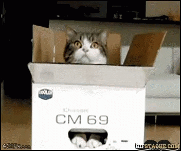 Cat Box GIF - Cat Box Hide GIFs