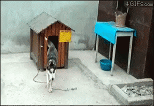 Lar Doce GIF - Doghouse Cat GIFs