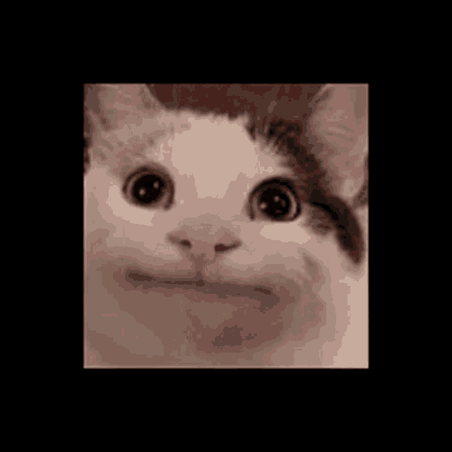 a close up of a cat 's face with a black background .