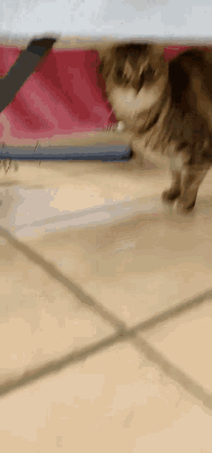 a cat is walking under a pink blanket on a tiled floor .