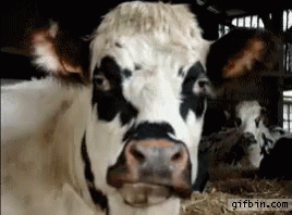 Chew GIF - Cow Cows Chew GIFs