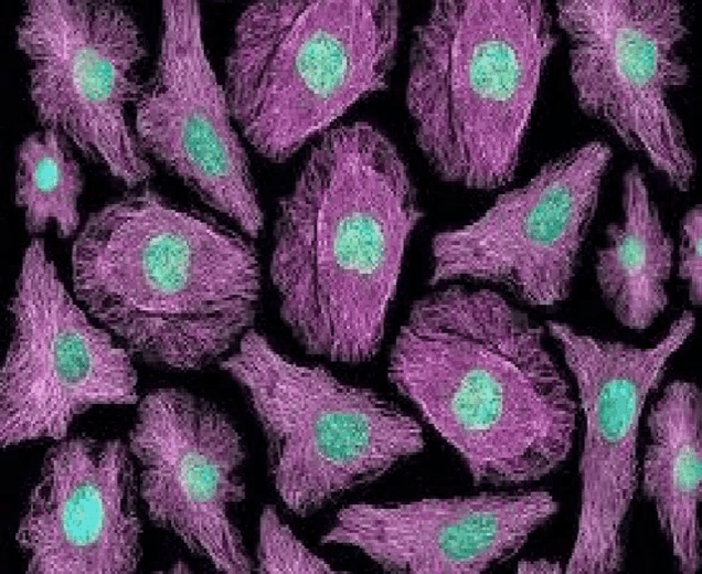 a close up of a bunch of purple cells with green spots on them on a black background .