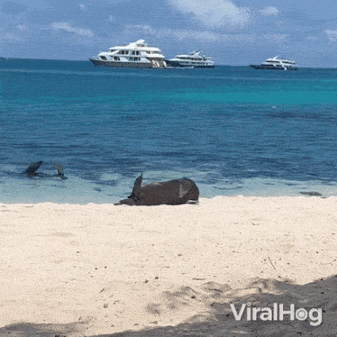 Rolling Back To The Ocean Seal GIF - Rolling Back To The Ocean Seal Viralhog GIFs