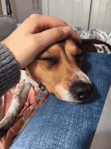 a person petting a dog 's head while it sleeps