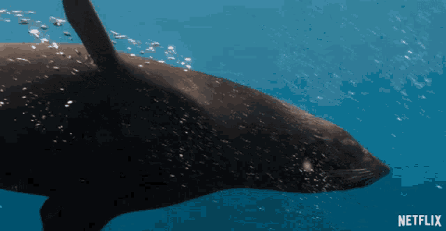 a seal is swimming in the ocean with a netflix logo in the upper right corner