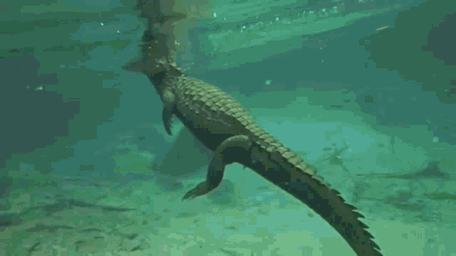 Crocodilagem GIF - Crocodilagem GIFs