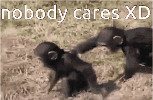 two monkeys are playing in the grass with the words nobody cares xd on the bottom