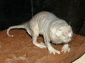 Mole Rat Ugly Rat GIF - Mole Rat Ugly Rat GIFs