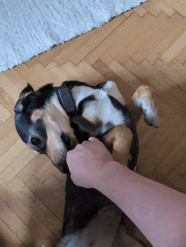 a black and white dog with a collar that has the letter e on it