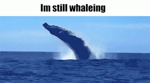 Fish Pun Funny Whale Waiting Still GIF - Fish Pun Funny Whale Waiting Still GIFs