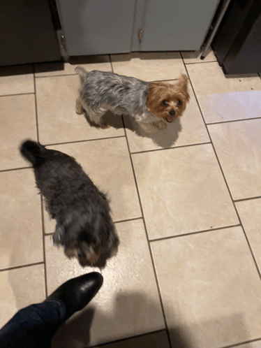 two small dogs standing on a tiled floor next to a person 's feet