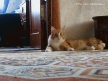 The Kitty Getaway GIF - Cat Funny Scared GIFs