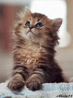 Kitten Cat GIF - Kitten Cat GIFs