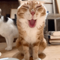 a cat with its mouth open and its tongue sticking out
