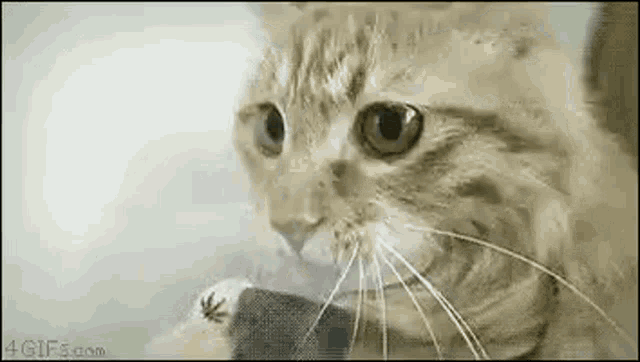 a close up of a cat 's face looking at the camera with a mouse in its mouth .