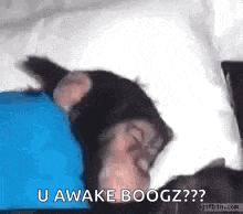 a chimpanzee is sleeping on a person 's chest and says `` u awake boozz '' .