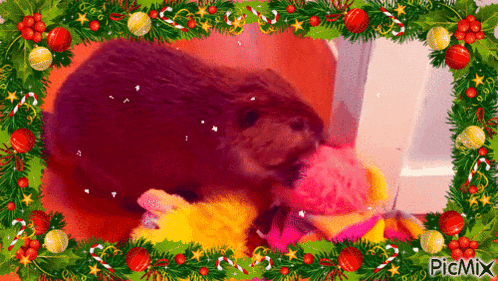 a picture of a beaver in a christmas frame with picmix written in the corner