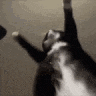 a black and white cat is playing with a person 's arm .