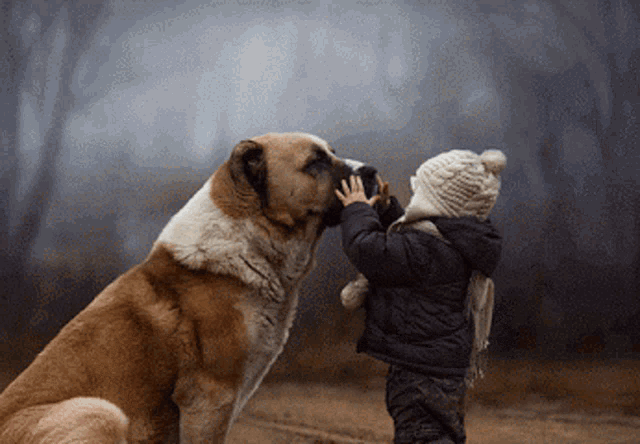 a little boy is touching a dog 's nose with his hand
