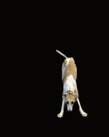 a brown and white dog wearing a collar that says ' aa ' on it