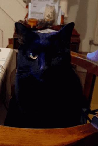 Wink Cat GIF - Wink Cat Black Cat GIFs