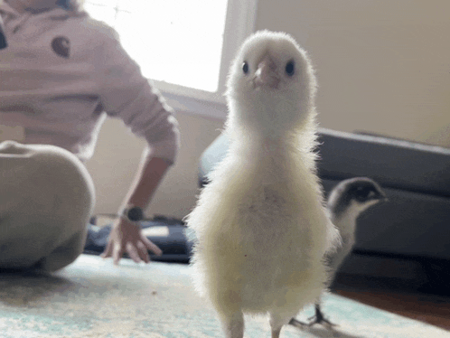 a small white chicken standing next to a person wearing a carhartt shirt