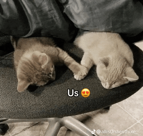 two kittens are sleeping on a chair with us written on it
