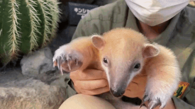 a person wearing a mask holds a small animal in their hands
