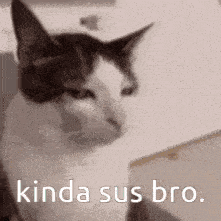 a cat with the words kinda sus bro on it