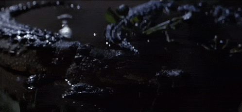 a crocodile is swimming in the dark water