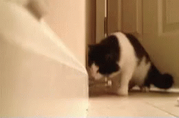 Cat Wtf GIF - Cat Wtf Door Stopper GIFs