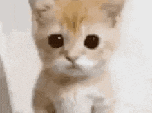 a close up of a kitten looking at the camera with a sad look on its face .