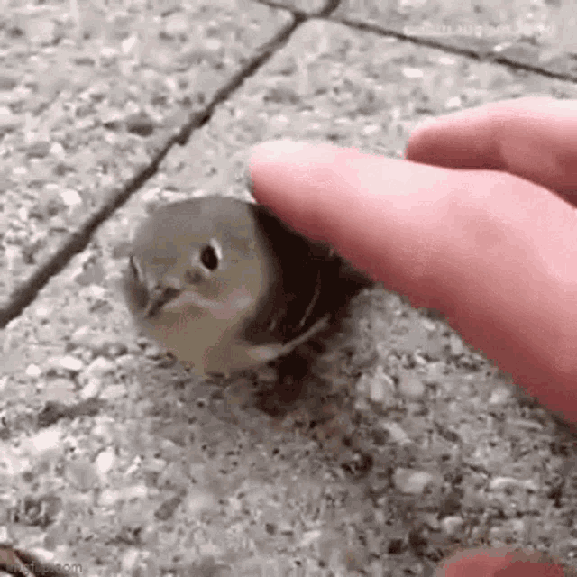 Bird Pet GIF - Bird Pet Burmgahp GIFs