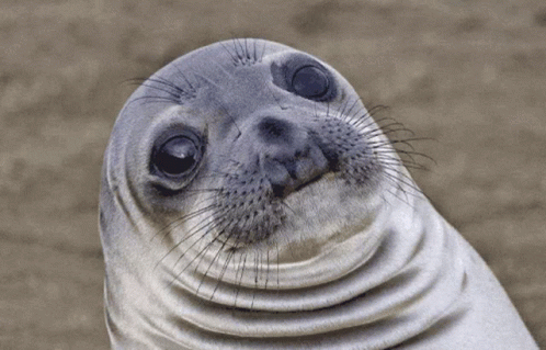 Ugandan Seal Gif GIF - Ugandan Seal Seal Gif GIFs