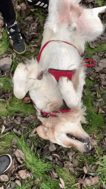 a dog wearing a red harness is laying on its back on the grass