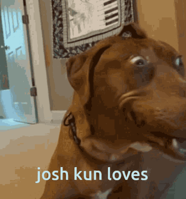 Joshkun Happy Dog GIF - Joshkun Happy Dog Jooshuar GIFs