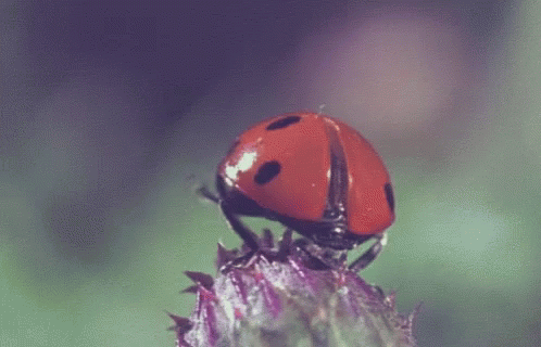 Bugs Ladybug GIF - Bugs Ladybug Fly GIFs