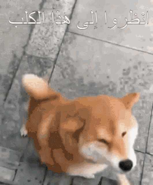 Gok GIF