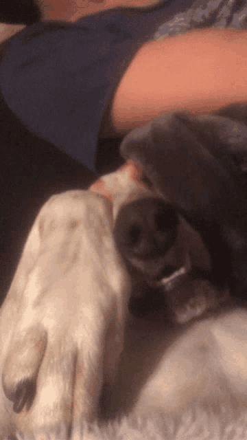 a close up of a dog laying on a bed